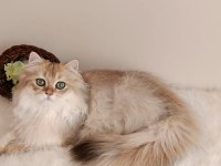 British longhair lilak golden erkek sevimli cana yakın