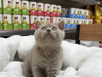 Koca Kafa Erkek Güzeli British Shorthair