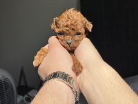 KORE RED BROWN TOY POODLE YAVRULARI