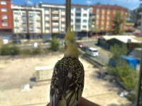 Ev Üretimi Sultan Papağanı Yavruları 5 & 3.5 Aylık