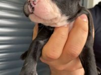 French Bulldog Yavrular , Balıkesir / Merkez