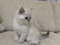 KOCA KAFA KEDİLERİMİZ AA KALITE SAFKANDIR