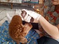 Poodle yavru