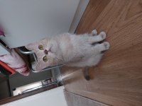 Linda dişi british shorthair