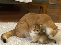 Golden british shorthair ay12 ve ny12 yavrular