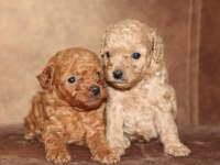 Toy poodle yavrular ırk sağlık garantili