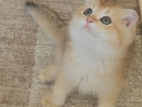 Golden Dişi Ve Erkek Bebek Kediler