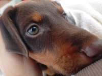 3 AYLIK KAHVERENGİ DOBERMAN