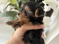 A kalite yorkshire terrier bebeklerimiz