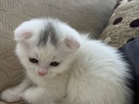 Scottish fold 45 günlük yavru
