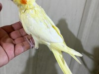 41 GÜNLÜK FUL EVCİL LUTİNO BEBEK SULTAN PAPAĞANI