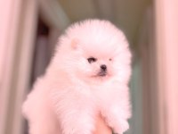 Pomeranian boo orijinal teacup 2.5 aylık parazitler tam
