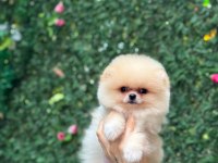 SAĞLIK VE IRK GARANTİLİ POMERANİAN KÖPEKLER
