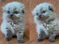 Minik scottish fold longhair prenses