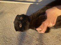 Harika siyah renkte scottish fold yavru