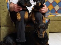 KING DOBERMAN YAVRULARI