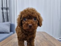 DARK BROWN KORE TOY POODLE BEBEKLER
