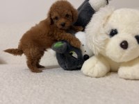 Mini toy poodle kore kan