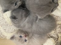 British shorthair bebekler