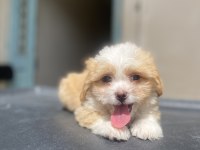 Süper Maltipoo yavrular