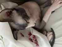 Aşıları tam çipli karneli bicolor kanada sfenksi