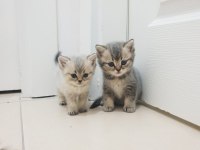 Golden british shorthair yavrular yuva arıyor