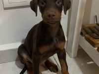 Doberman Yavruları