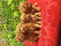 Bal böcekleri poodle köpekler