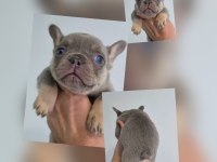 Lilac And Tan Erkek French Bulldog (İsabella Carrier) İzmir