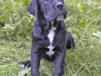 Şecere belgeli ırk ve sağlık garantili cane corso yavrular