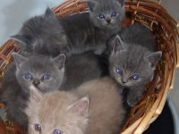 British shorthair yavrular