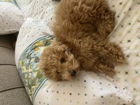 Güzel poodle oğluma yuva arıyorum