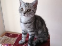Alanya dişi british shorthair