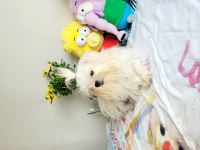 Kif Şecere Anne Ve Baba Yavrusu Çanta Boy Maltese