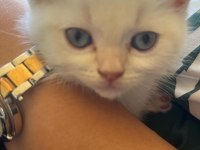3 güzel yavrum var ücretli sahiplendirilecektir