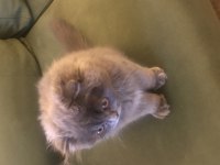 Yuva arıyor british longhair