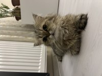 2 Yaşında Dişi Chinchilla