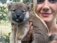 Shiba İnu Yavruları