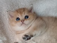 Veteriner kontrollu golden bebeklerimiz