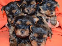 Orijinal yorkshire terrier yavrular