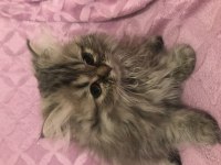 British longhair bebeğim yeni yuvası için hazır