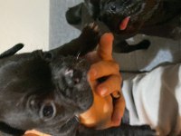 French bulldog bebek yuvaya hazır