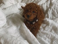 Toy poodle yavrularımız