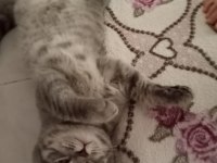 Scottish fold yavru