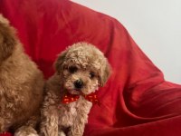 MALTİPOO IRK VE SAĞLIK GARANTİLİ