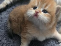 Golden Ny 11 Dişi British Longhair