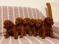 Toy poodle red Brown kore kan