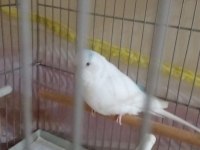 SAHİPLENDİRMEK ÜZERE MUHABBET KUŞU