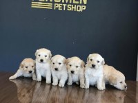 Baby Face Gerçek Golden Retriever Yavrular