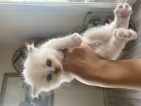 4 adet british shorthair yavrularımız